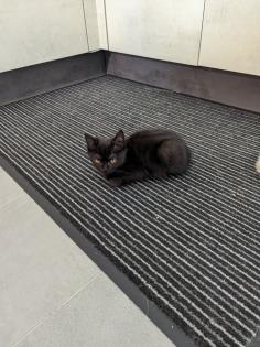 Reinrassige BKH Kitten