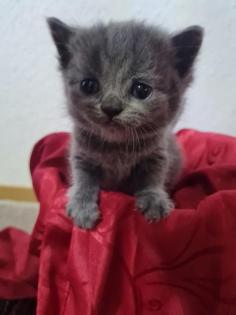 Süße Britisch Kurzhaar Kitten
