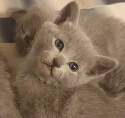 Russisch Blau Kitten