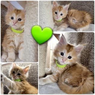 Zuckersüße Maine Coon Halle Saale Kitten Kätzchen Kater rot