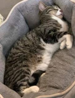 KATER FINDUS BELOHNUNG ERHÖHT 500 Euro GESUCHT WALDHOF