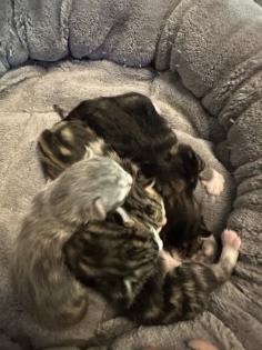 Norwegische Waldkatzen Kitten