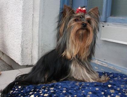 Yorkshire-Terrier-Deckrüde sucht lieben Damenbesuch