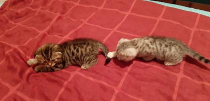 Scottish Fold Mix Babys