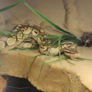 Panorama Terrarium inkl Python Pastel Lesser Männchen