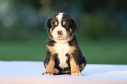Grosser Schweizer Sennenhund Welpen FCI