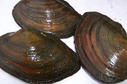 Japan Koi, Teichmuscheln, Biotopfische, Schnecken, Störe, Edelkrebse vom Koi-Ce