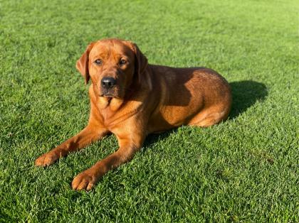 Schöne Labradorwelpen in dunklem foxred Labrador Welpe Abgabe ab Anfang Juni 2025 Wurfankündigun