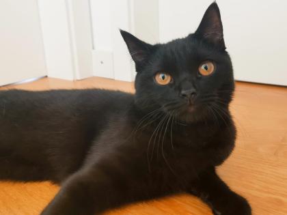 Kater BKH - schwarz/dunkelbraun - 8 Monate alt