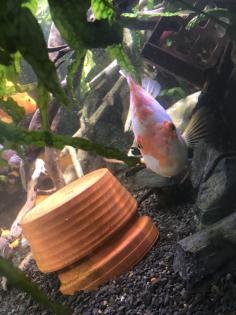 Papageienbuntbarsch Fisch Verkauf/Tausch