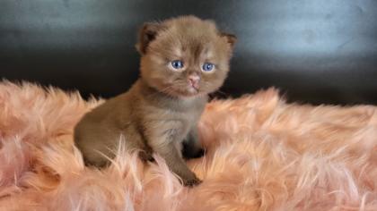 Bkh Kitten in seltener Farben. Stammbaum