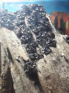 Therea Olegrandjeani Nymphen