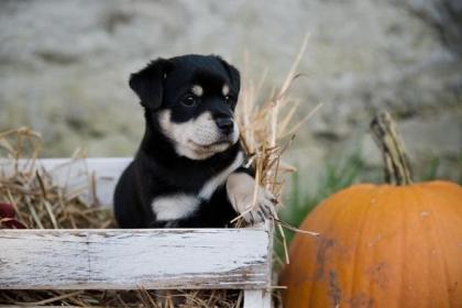 Jack Russel Mix Welpen