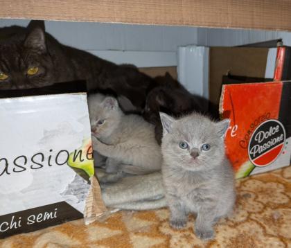 Wir bieten liebevolle, gut erzogene, reinrassige Britisch-Kurzhaar-Kitten zu erschwinglichen Prei