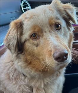 Australian Shepherd