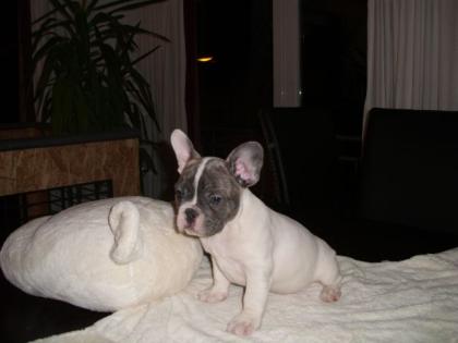 Französische Bulldoggen Baby s zu sofortigen Abgabe