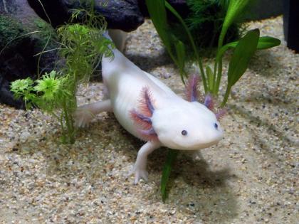 Verschiedene Axolotl im Auftrag wegen Beckenauflösung abzugeben
