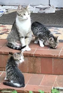 12 Wochen alte Kitten suchen ein neues Zuhause