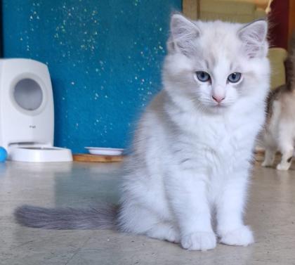 Zuckersüße Ragdoll Kitten