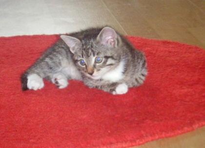 Getigertes Katzenbaby