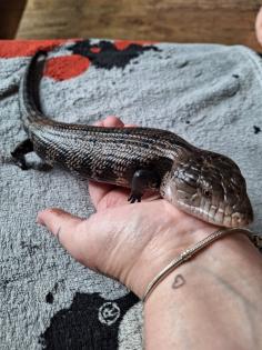 Blauzungenskink mit komplettem Terrarium