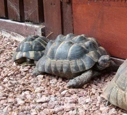 Griechische und maurische Landschildkröte mit Papieren beide männlich in gute Hände zu vergeben