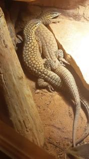 5 Jungtiere von Varanus Acanthurus abzugeben.