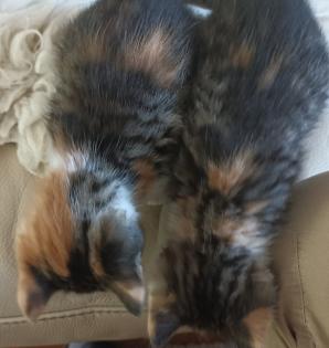 Glückskätzchen, Kleine Kätzchen, Kitten