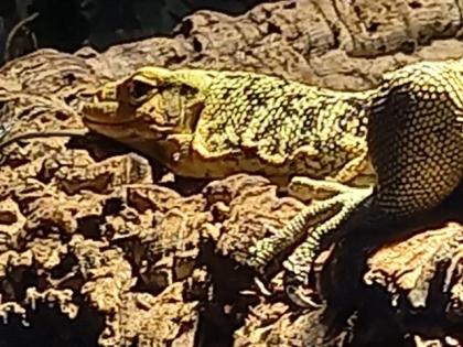 Melinus Quittenwaran