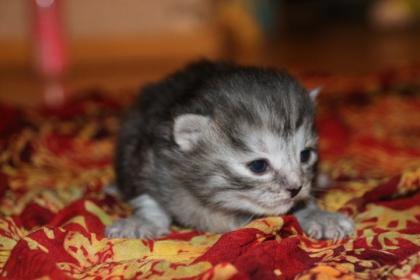 Sibirische Waldkatzen Kitten Kater Katze