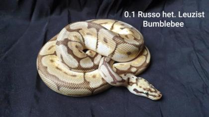 Python Regius Bestandsverkleinerung