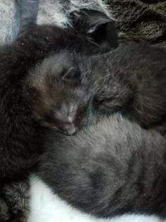 Coony-Mix Kitten