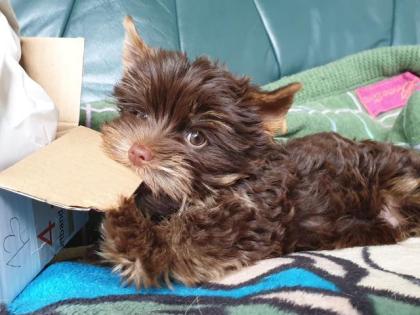 Schoko Yorkshire Terrier Rüde und Hündin noch frei mit Stammbaum