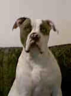 Deckrüde American bulldog