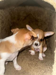Zwei Chihuahua Welpen