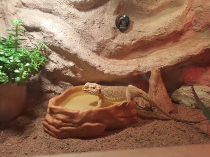 Bartagame mit Terrarium und Zubehör