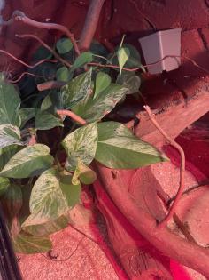 Terrarium mit besatz