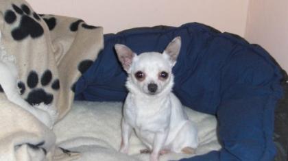 Chihuahua Dame