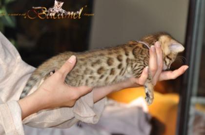 Junge Bengalen aus Hobbyzucht an Tierliebhaber abzugeben