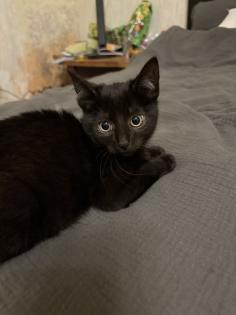 Katzen Babys mischlinge