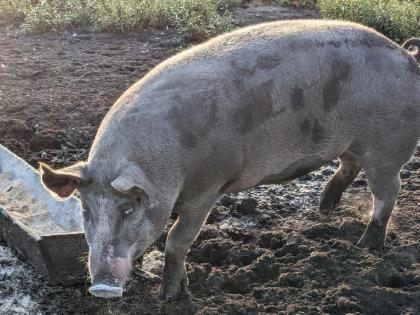 Schwein, Duroc, Pietrain