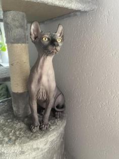 Sphinx-Elf Babykatzen