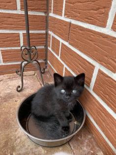 Kätzchen Kitten zu verkaufen
