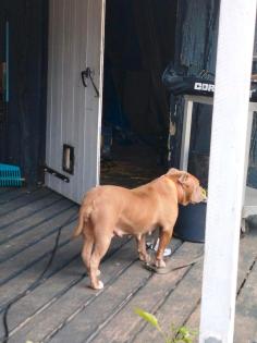 Boxer/Dogge/bulldogge