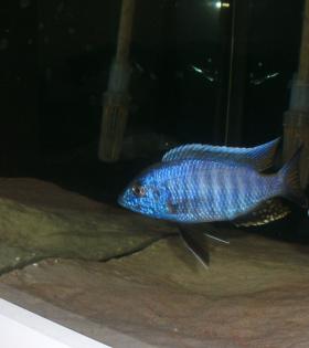 Malawi barsche