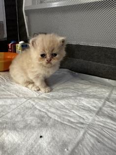 Perser Kitten mit Nase