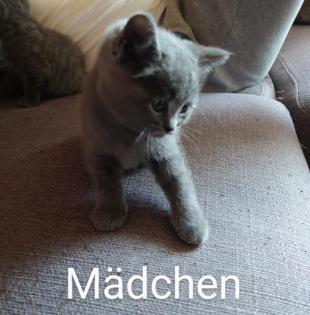 Bkh Kitten Geschwisterpäärchen suchen zusammen ein libes Nest