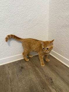 Liebevoller 5 Monate alter Kater sucht neues Zuhause