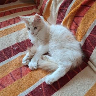 Zuckersüß Maine Coon Kitten MIT Stammbaum