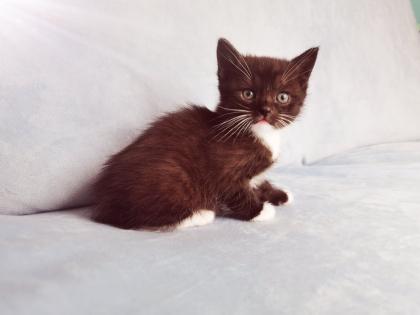 Kitten, Katzen Babys